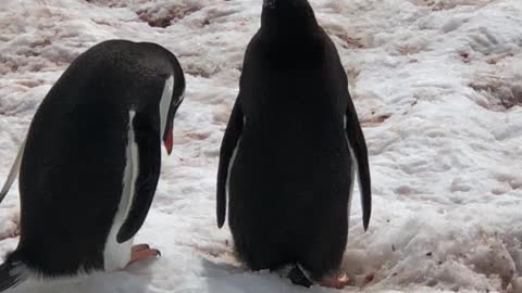 Penguin Argument