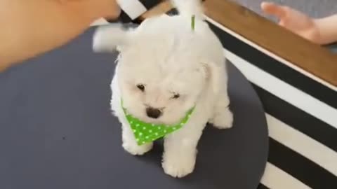 Funny animal videos dogs Bichon frise🐕🐶 Cute Puppies😍 #26 #shorts