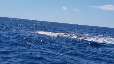 Humpback Whale Opens it's Mouth wide