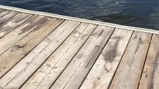 Shorthaired Pointer Wades in Lake Water