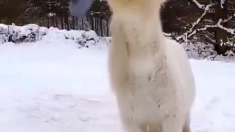 The little short-legged horse who has never seen snow, so cute
