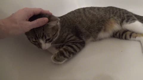 I Like to Purr in the Bath Tub