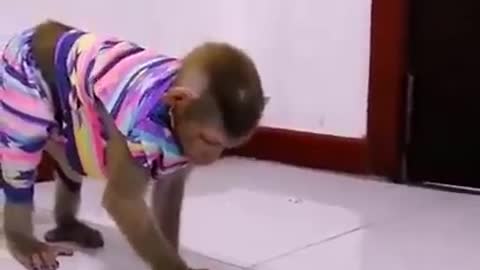 Funny monkey vs Cat