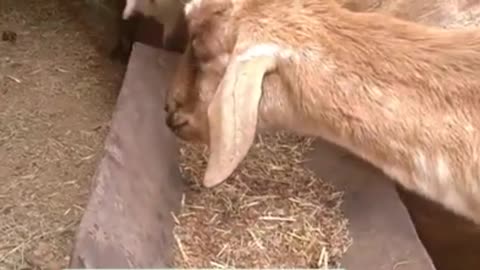 A wonderful operation for a goat was a success