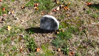 Old Headstone