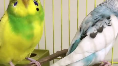 Beautiful singing of love birds