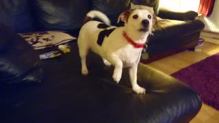 Jack Russell showing off