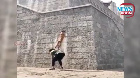 Dog manages to Jump on a high wall | Amazing Moment |