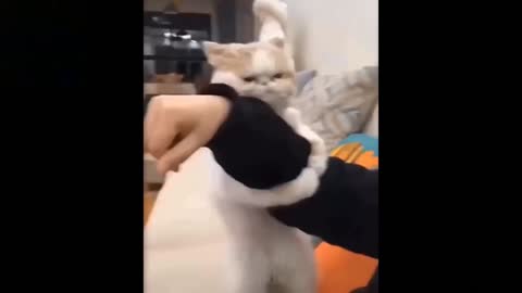 Cat holding the owner's hand with love