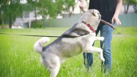 Man owner walking and playing with his dogs - irish setter and husky, slow motion