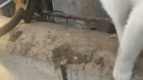 Cute cat Enola in chickencoop