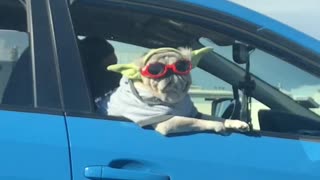 Riding in Style, this Chill Pooch Is