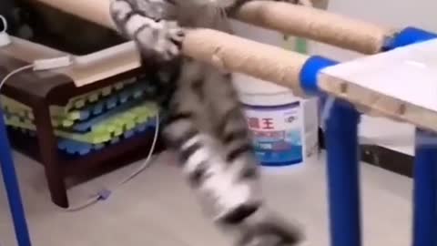 Cat of the national gymnastics team, competition begins
