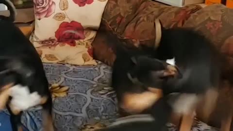 Dogs playing fighting - parte 002