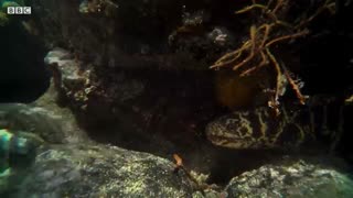 Crab vs Eel vs Octopus | Blue Planet