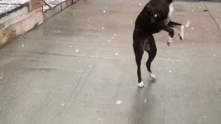 Doggo's Have Delightful Time Catching Snowflakes