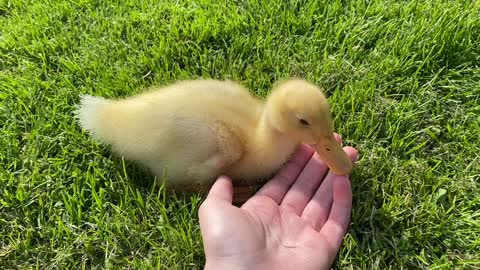 Lovable duck thinks owners fingers are food