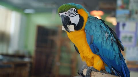 The little girl in the petting zoo feeding colorful Macaw Parrot