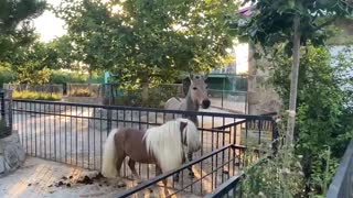 How a pony and a Zebra donkey FOUND OUT