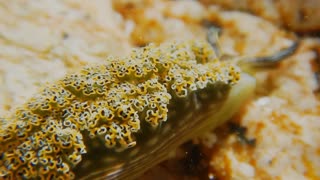 Movements Of Underwater Sea Slug