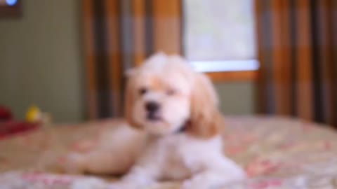 beautiful and cute dog with long hair