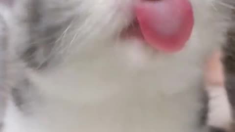 Funny cats try to express his sensation