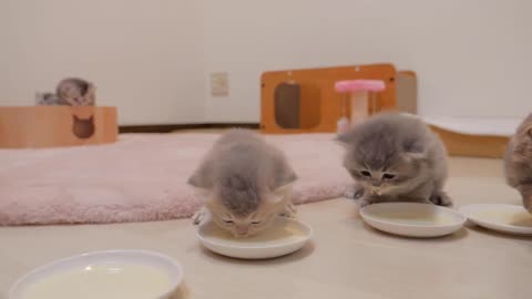 Kittens gets their first potty training😍