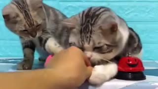 FUNNY CAT ASKING FOOD WITH A BEL, SO CUTE 😸