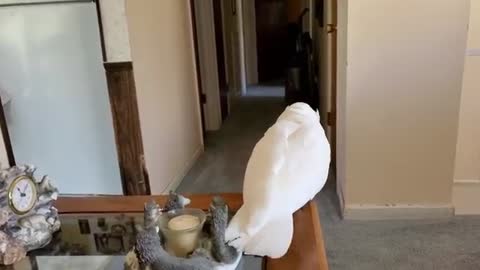 Watch as Cockatoo Attempts To Order Farts Off Of Alexa