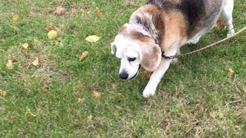 Beagle on the Move