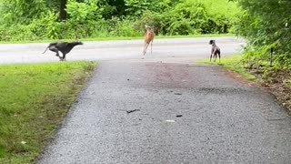 Dogs Interact With Doe