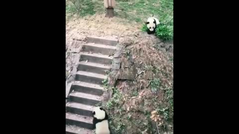 IN Enjoying the mood | Cute panda rolling | Funny panda