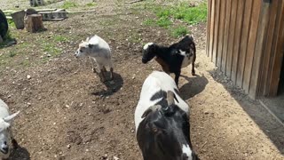 Goats Lingering Around... 08.2020