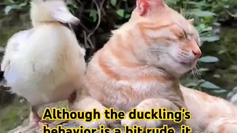 Although the duckling's behavior is a bit rude,but it helps making me feel refreshed!