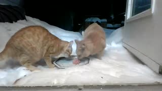 Feeding the cats on a cold night outside No Commentary