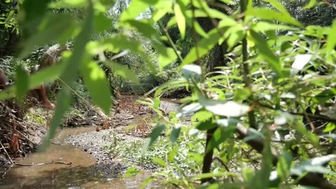 Primitive Technology - New Food Recipes In Jungle - Squid Eating