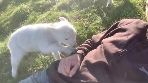 Cute Lamb Needs Attention