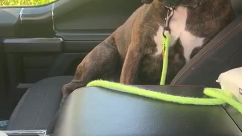Kali the Boxer Wants to Go for a Longer Car Ride