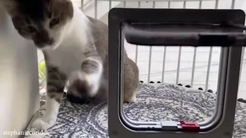 Funny cat videos, compilation