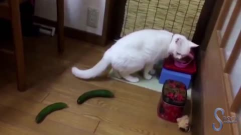 Gato vs pepino