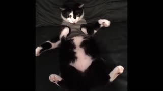 Silly lazy cat