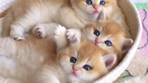 Sweet cats 😘😘👍👍