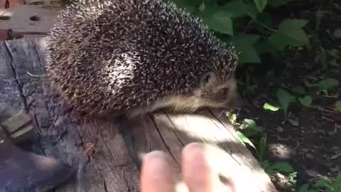 A cute hedgehog came to my garden