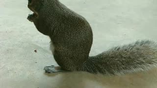 I feel lucky to have been visited by Mika The Squirrel, a cute and adorable squirrel