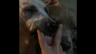 Two Pitbulls deploy chameleon-like tongues