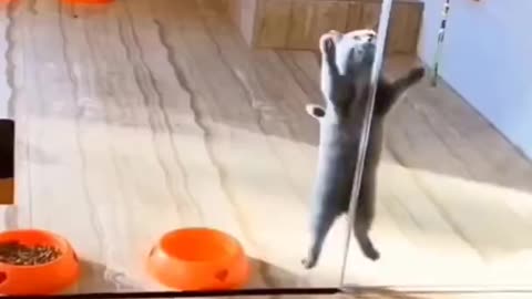 Cat dancing on a pole