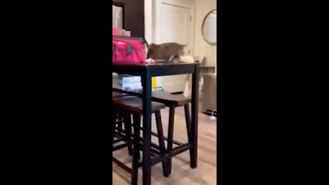 Funny animals - Funny cats / dogs - Funny animal videos 2023