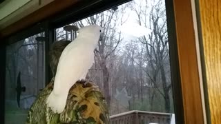 Cockatoo totally enthralled by first ever snowfall