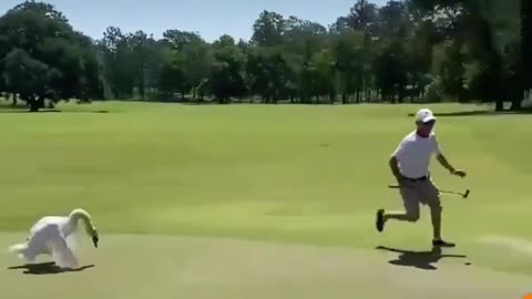 "Fowl Play: Swan Attacks Golfer on the Green!"