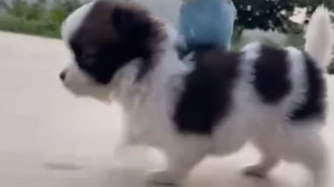 funny video of dog and parrot watch what happens later